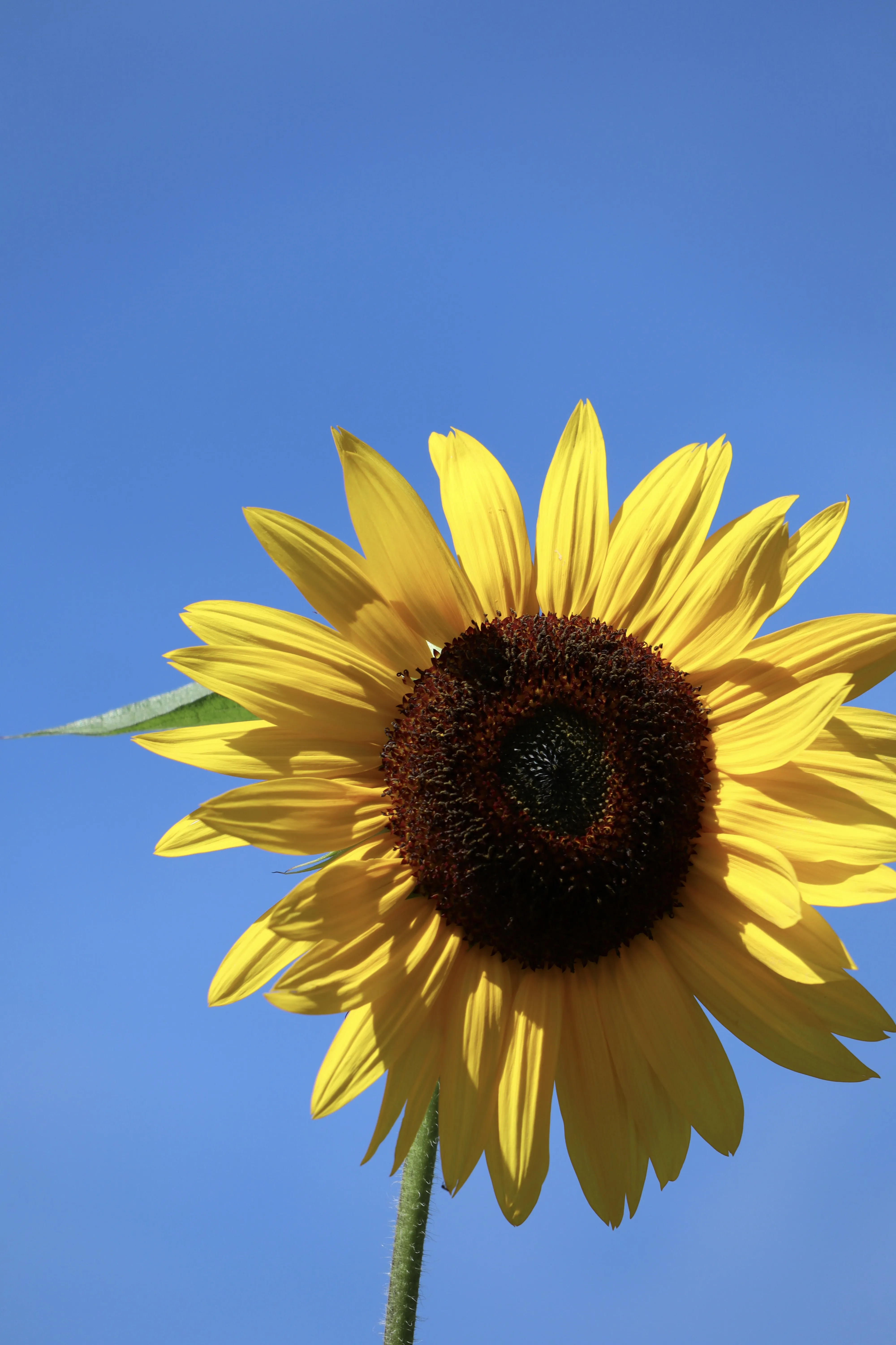 2-Fry-Wayland_Geschichte der Botanik_(c)Fiona Hofer